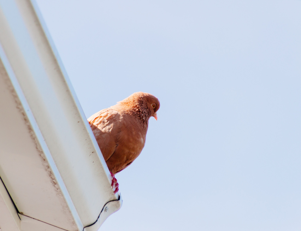 Control de palomas urbanas (2)