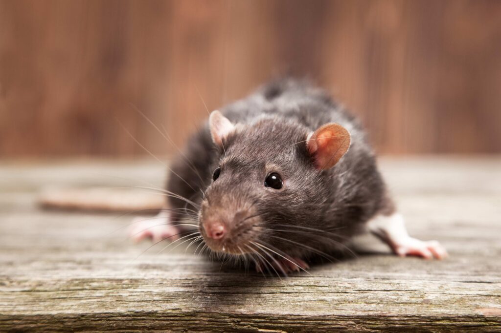Fumigacion-de-ratones-y-ratas-en-Panama