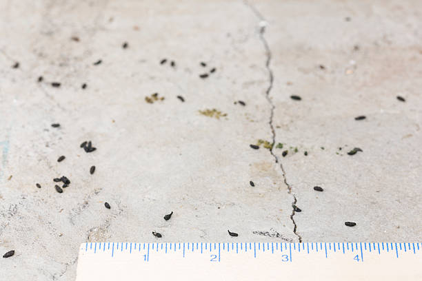 como saber si hay una plaga de cucarachas en casa