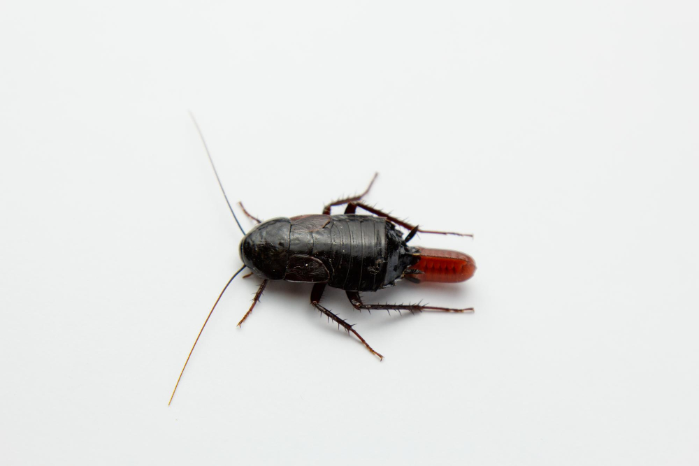 como saber si hay una plaga de cucarachas en casa