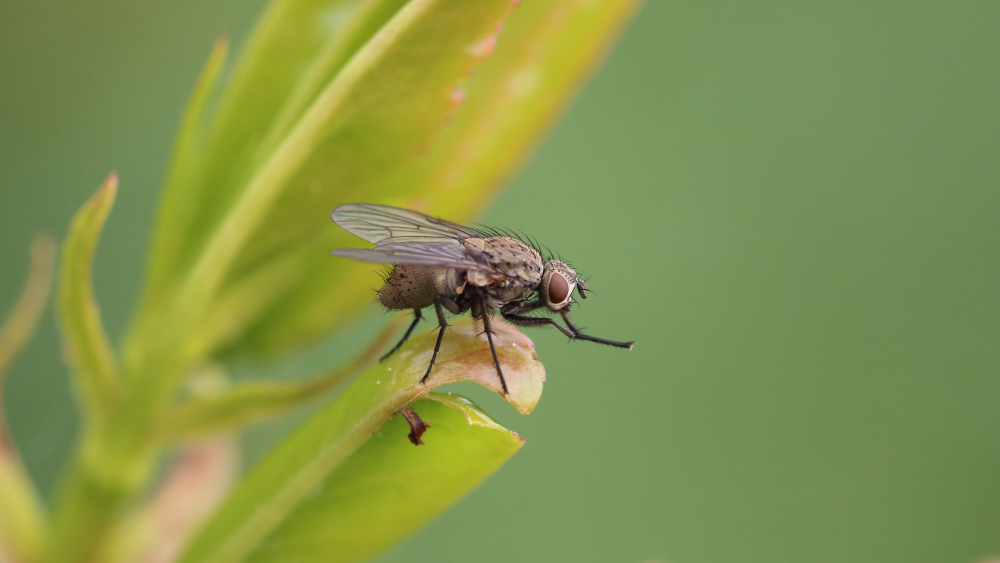 ¿Por qué hay que controlar la plaga de insectos voladores?