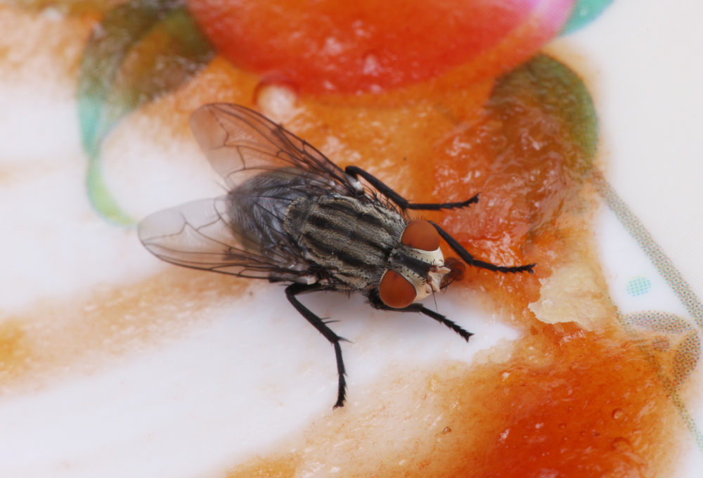 ¿Cómo prevenir las enfermedades que transmiten las moscas?