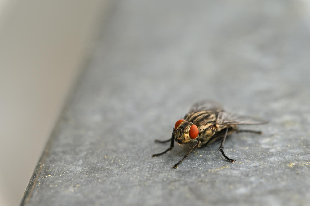 Qué enfermedades causan las moscas