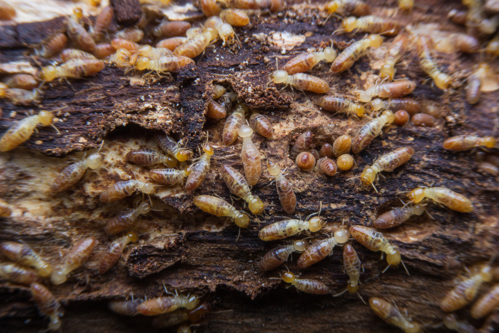 Cómo eliminar las termitas con remedios caseros