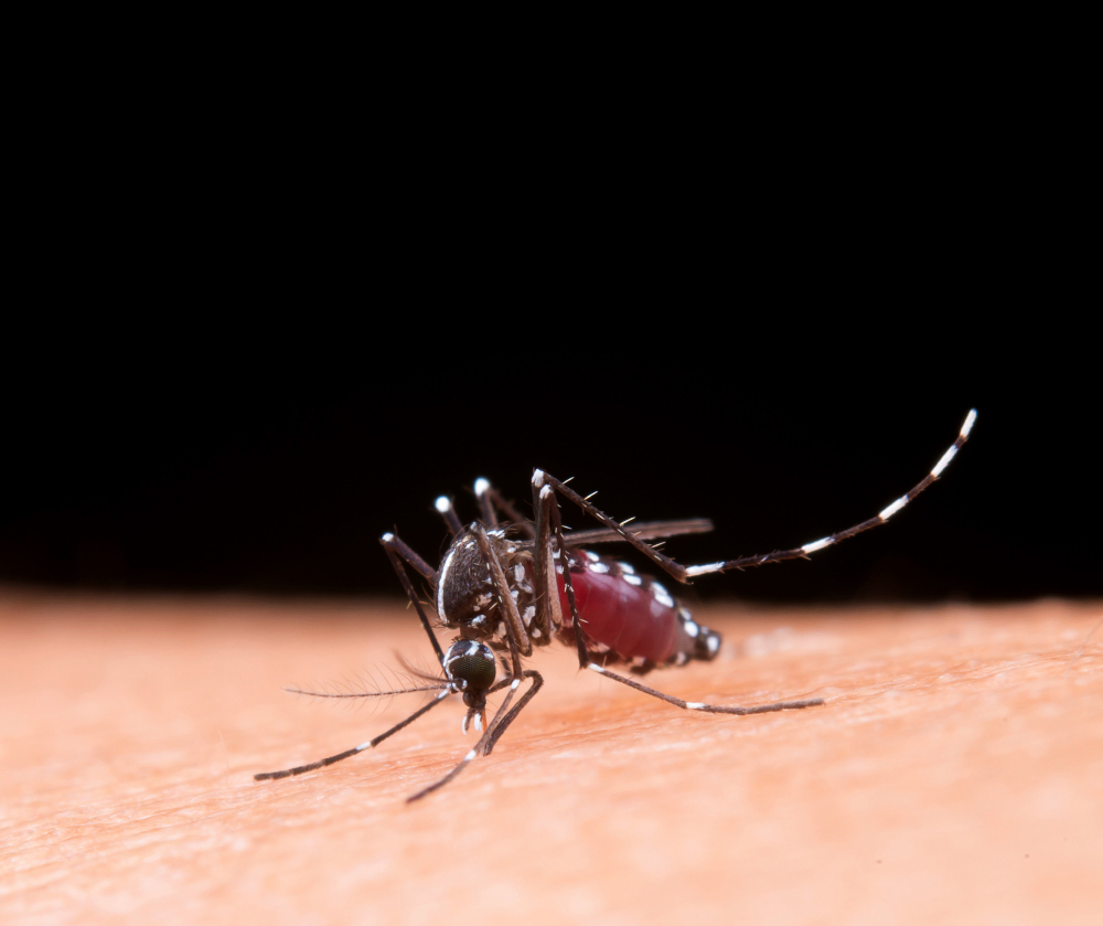 Remedios caseros para repeler mosquitos