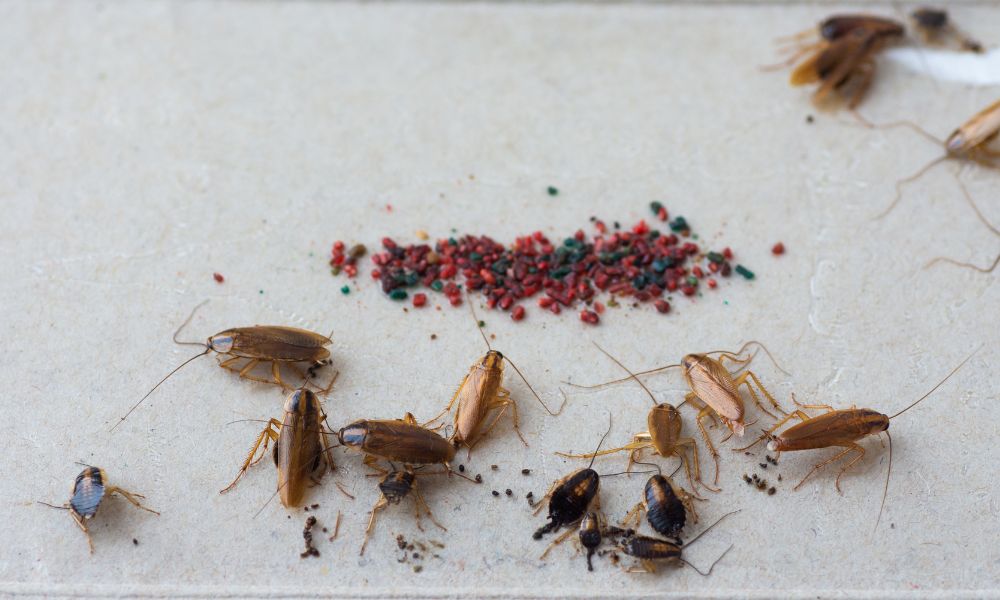 Cómo identificar los excrementos de cucarachas