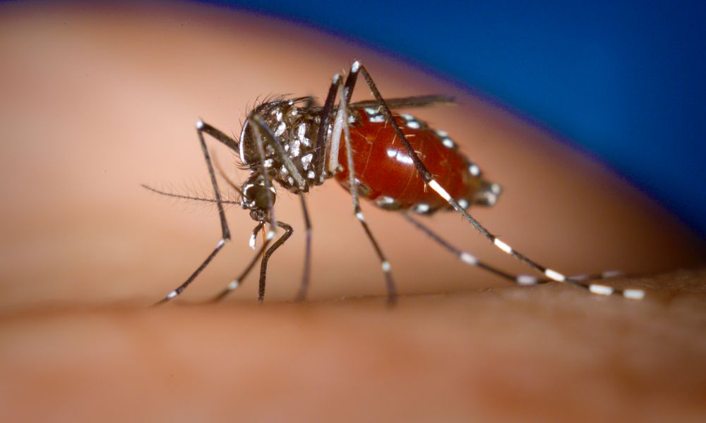Qué es el Dengue