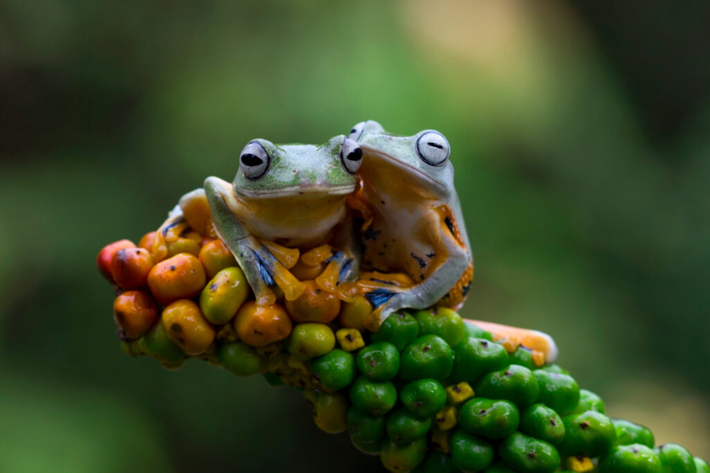 Identificación de especies protegidas