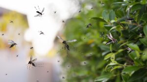 Tipos de mosquitos en Panamá Guía completa