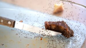 Cómo Evitar las Hormigas en Casa Eficazmente
