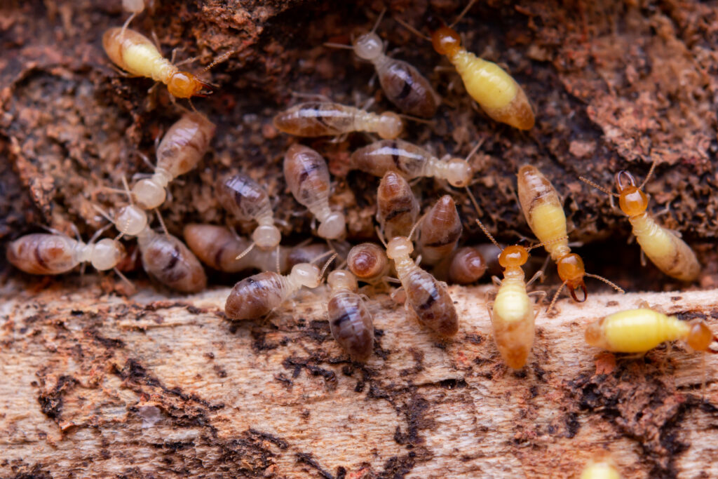 Consideraciones sobre Pesticidas en Panamá