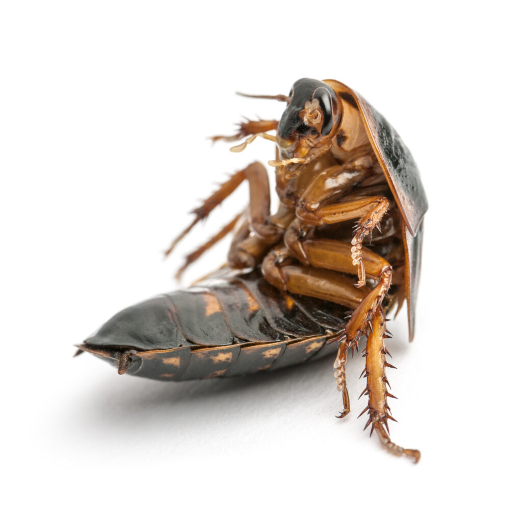 Cucarachas