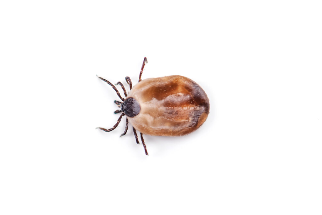 Garrapatas