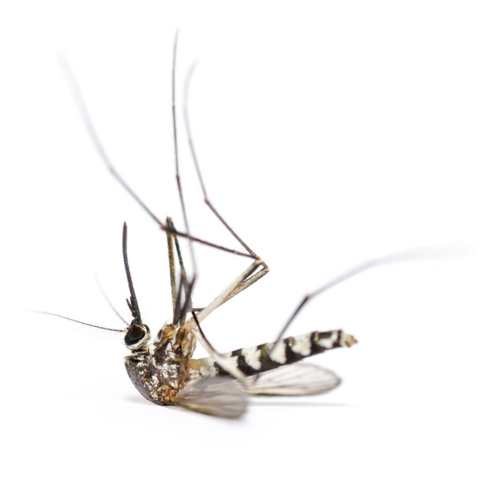 Mosquitos