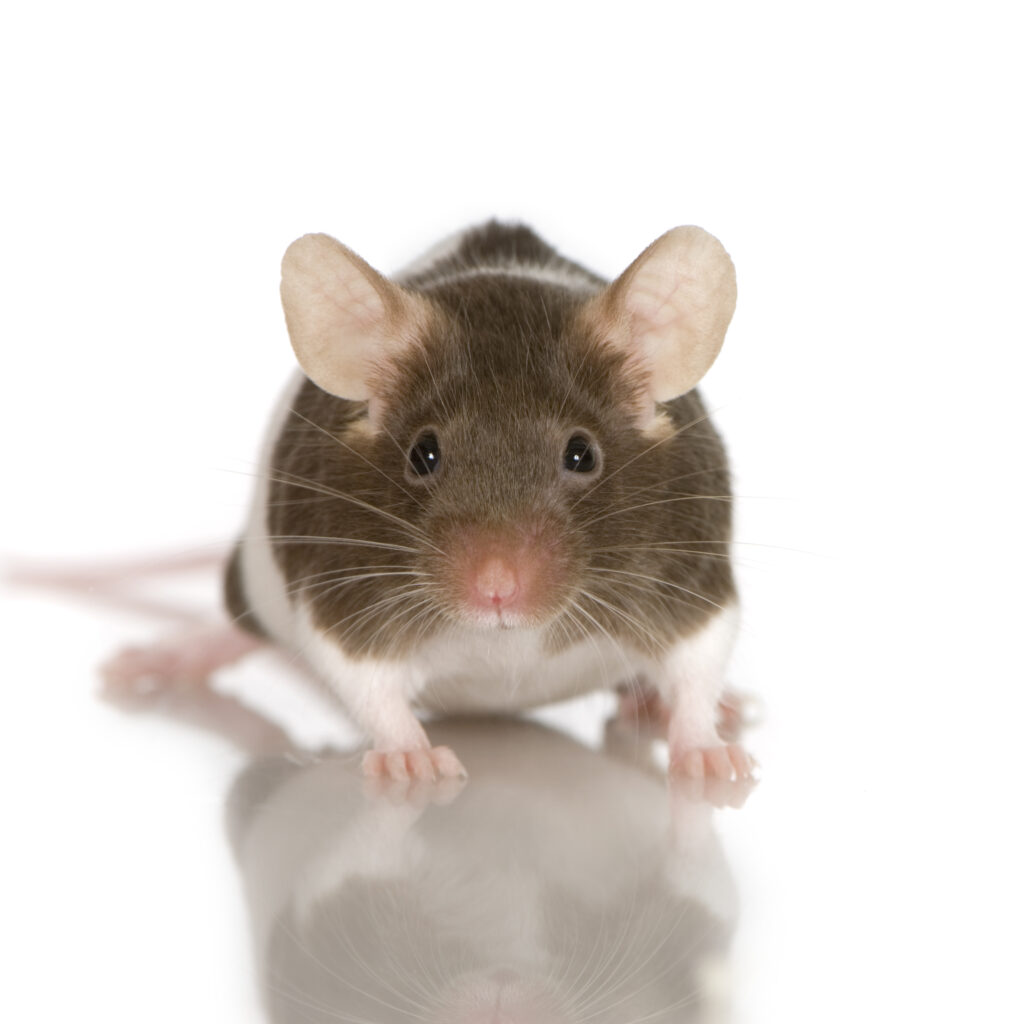 Ratones