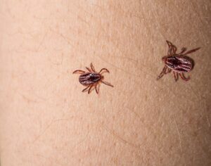 Descubre qué es lo que más odian las garrapatas y cómo protegerte de ellas