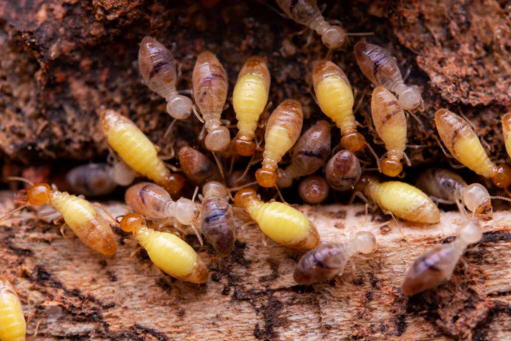 Especies de Termitas Más Comunes en Panamá