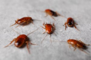 Enfermedades Transmitidas por Cucarachas 12 Patógenos Peligrosos