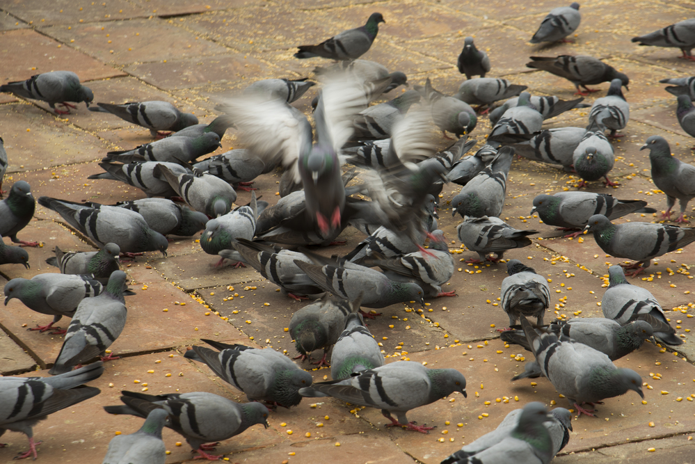 Plaga de Palomas Control y Prevención Efectivos