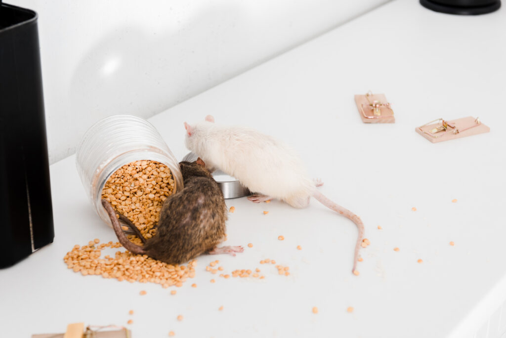 Señales de Alerta Identificando la Presencia de Ratones