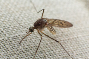 Síntomas de brote de mosquitos en comunidades prevención efectiva