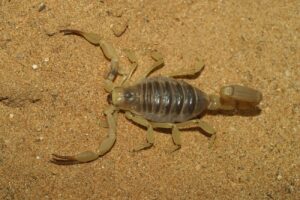 Cómo Ahuyentar Alacranes de Casa 7 Métodos Naturales