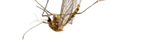 Cuándo una infestación de mosquitos requiere control profesional