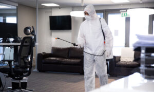 Plagas en oficinas prevención y control eficaz