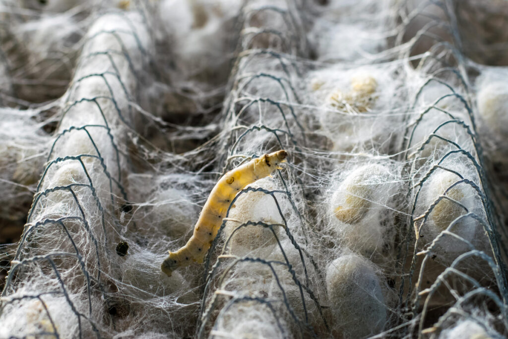 Diferencias entre larvas de polilla y otros insectos destructivos