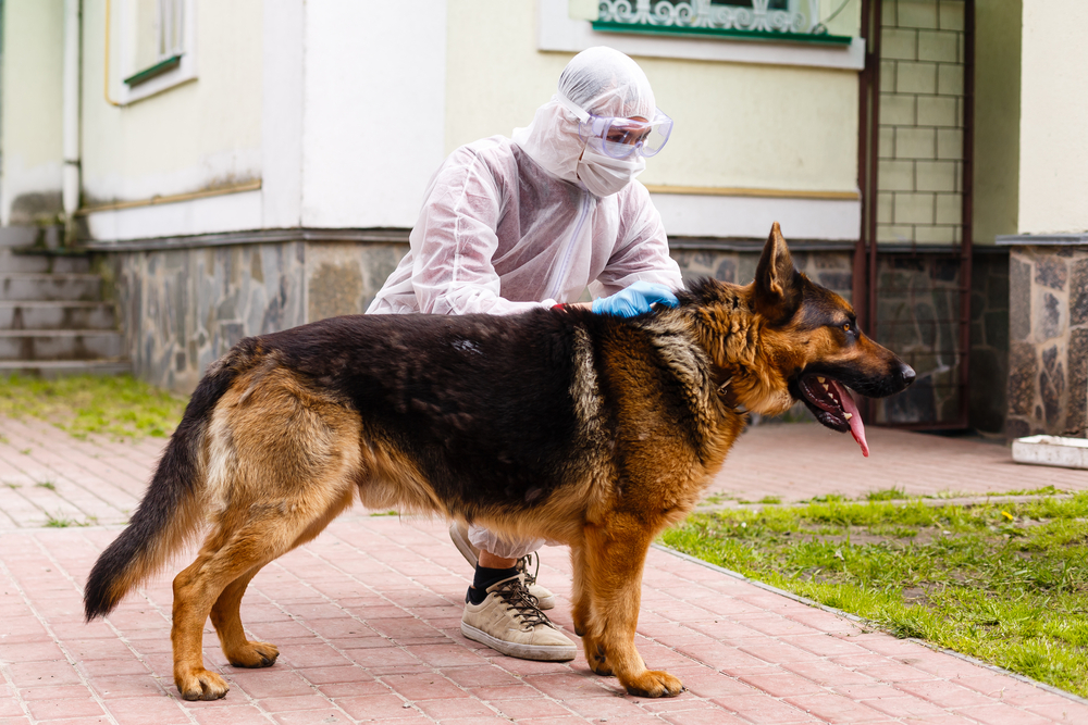 Lista de verificación después de fumigar contra garrapatas protege a tu familia y mascotas paso a paso