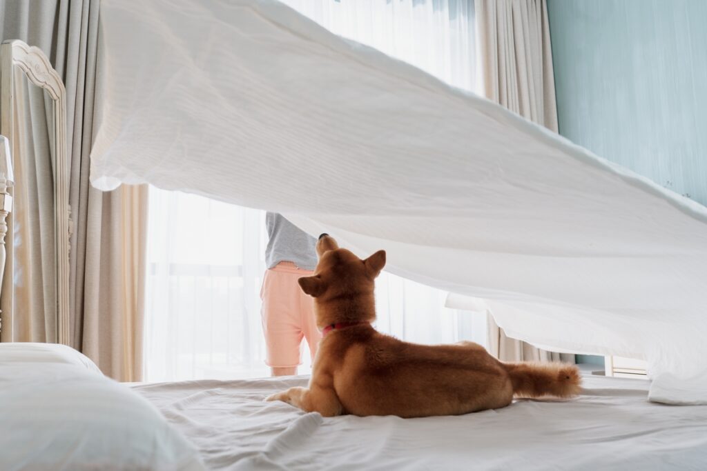 Qué revisar en perros y gatos después de la fumigación