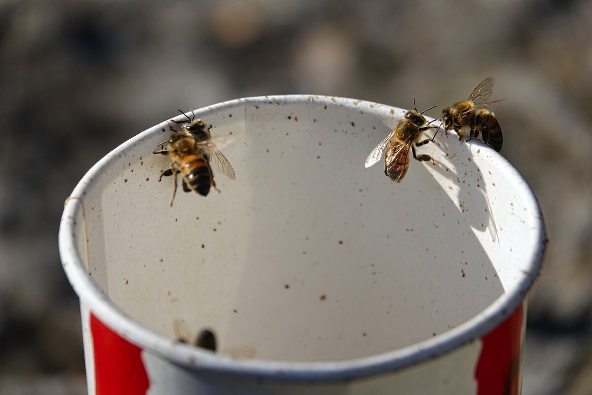 Insectos voladores en negocios 7 señales de que la higiene y la imagen de tu local ya están en riesgo