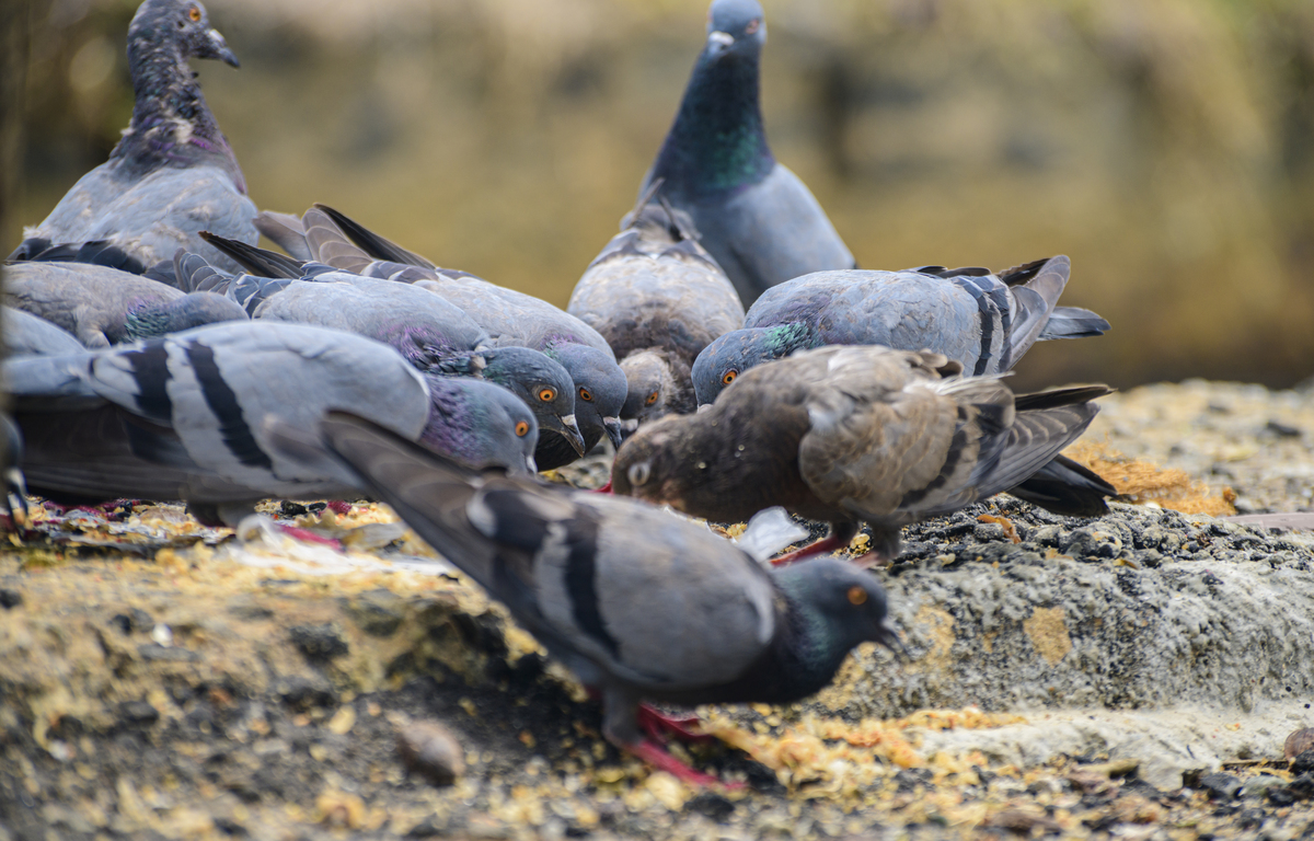 Palomas urbanas cuándo dejan de ser una molestia y se convierten en un riesgo sanitario
